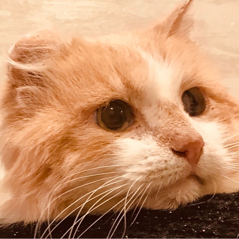 Кот Бароша