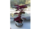 Тольятти. Продаю Колеус Coleus blumei.