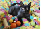 Котенок, который покорит ваше Сердце